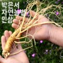 금산인삼방