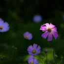 코스모스농원 이미지