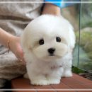 고려애견샵 | 홍대강아지분양 애견샵 후기와 고양이분양 꿀팁