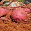 서아농장 이미지