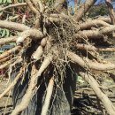 병만농장 이미지