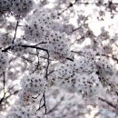 경대교 벚꽃..;; 이미지