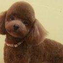 더사랑할개 이미지