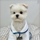 프랜드 펫 이미지