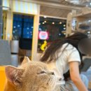 아이캣유 이미지