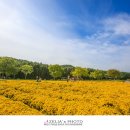 태화강국가정원 이미지