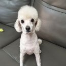 도그스타 금곡점 이미지