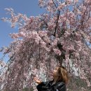 병곡 | [거창 벚꽃 명소 비교 후기] 임불마을 vs 병곡 수양벚꽃길 (25.04.13 방문)