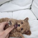 퍼피메이트 안심분양센터 동탄 강아지분양 이미지