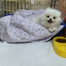 화이트 페어리 이미지