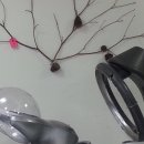 사브라헤어