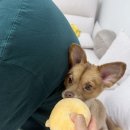 우다다 댕살롱 이미지