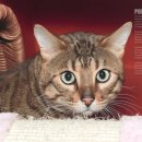 덕수네애견 이미지