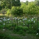 포도가 있는 풍경 이미지