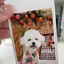 멍블멍블 | 시흥 장곡동 내돈내산 애견 미용 <멍블멍블>(feat,추석맞이 묭)