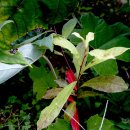 붉은 단풍을 가진 상록활엽수 이미지