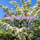 교향리 | 대구 이팝나무 명소 교향리이팝나무군락지 개방 주차 산책 후기