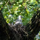 붉은배새매(Chinese Sparrowhawk) 이미지