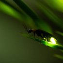 나는 반딧불(I&#39;M a firely) -황가람 이미지