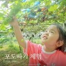 아우라 농장 | 대부도 놀거리 아우라농장 포도따기체험 후기