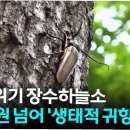 하늘소 이미지