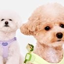 강아지봄 이미지