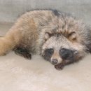 라쿤(Racoon) 이미지