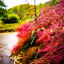 곰배령가든 이미지