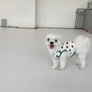 나랑애견유치원 | 소심견 탈출? 완벽 적응한 대전 하이애견 유치원! 가정의 달을 맞아 강아지 어버이날 프로그램 후기