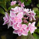 도피오 DOPPIO 이미지