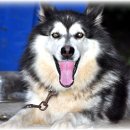 태권돌이 이미지