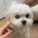 도그도감 이미지