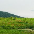 길손과 풀꽃 이미지