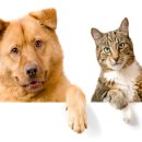 강화애견훈련학교 이미지