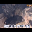 탱자출산 이미지