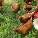 기재농장 이미지