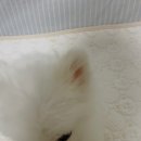 천풍동물병원 이미지