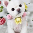 어서오시개 이미지