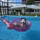 더슈나애견펜션 이미지