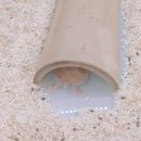 햄동대장 | 📔 햄동대장 미니로그 (참을 수 없는 유혹, 골든햄스터의 발바닥🐾편)