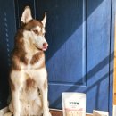 무감치킨 | 강아지 수제간식 추천｜강아지치킨트릿 닭가슴살 트릿 견강하개 동결건조간식 솔직 후기