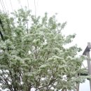 우체국 이팝나무 이미지