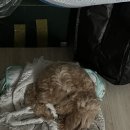 해뜨는댕 이미지