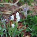 신령리신촌 이미지