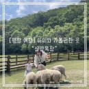삼양축산 | [평창 여행] 아이와 가볼만한 곳 대관령 삼양 라운드힐(삼양 목장) 양몰이, 기념품 쇼핑