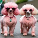 펫, 마리앙뚜 이미지