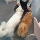 펫푸드스쿨 | [펫푸드스쿨] 치킨을만들어왔는데왜먹지를못하니