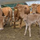 순창한우 이미지