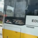 댕댕이버스 이미지