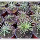 금송하우스 이미지